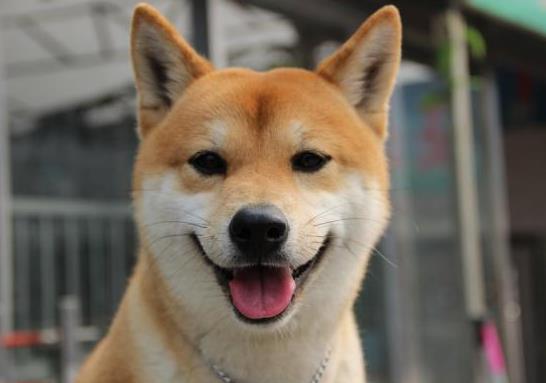 狗抓老鼠有什么風險?為什么狗會抓老鼠?