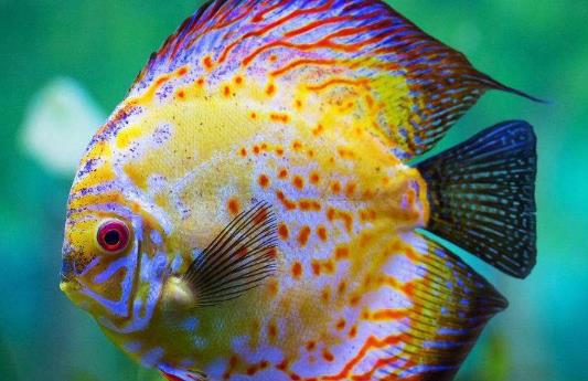 魚(yú)腹水能治好嗎?為什么魚(yú)有腹水?