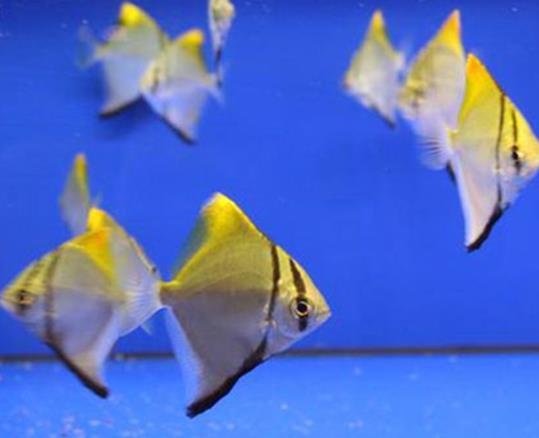 魚(yú)腹水能治好嗎?為什么魚(yú)有腹水?