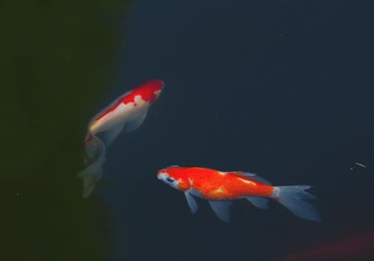 錦鯉缸怎么清除藻類?新建錦鯉池多久才可以下魚?