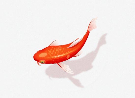 養(yǎng)錦鯉要多深的水池?錦鯉缸長綠苔好不好?