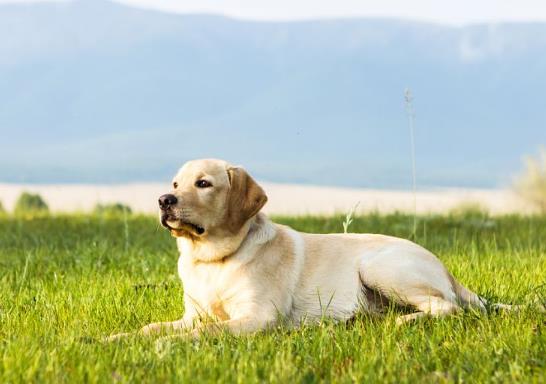 狗狗多大可以喂骨頭?狗吃骨頭要注意什么?