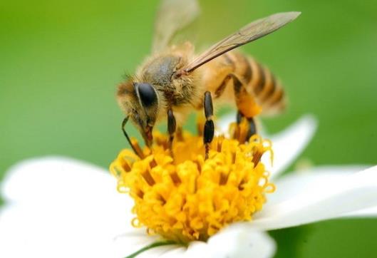 馬蜂窩泡酒治風(fēng)濕是要喝還是擦?2021年100%純蜂蜜多少錢一斤