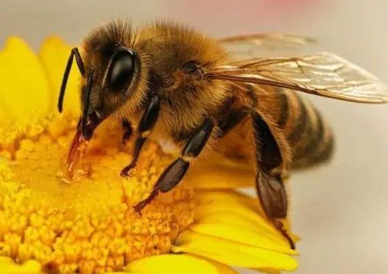 馬蜂窩泡酒治風(fēng)濕是要喝還是擦?2021年100%純蜂蜜多少錢一斤