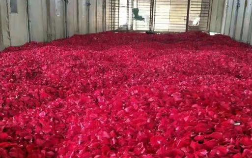 玫瑰花能去除臉上的黃褐斑嗎 花店玫瑰花瓣可以做什么