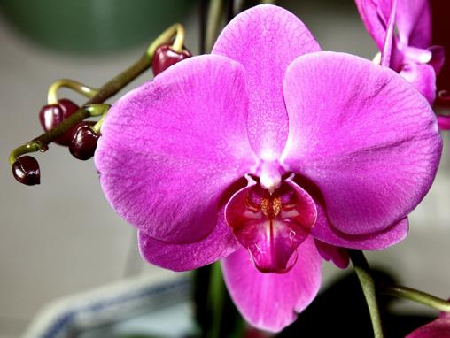 蝴蝶蘭開完花后怎么處理?蝴蝶蘭開花之前施什么肥?