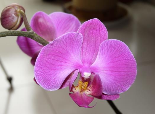 蝴蝶蘭開完花后怎么處理?蝴蝶蘭開花之前施什么肥?