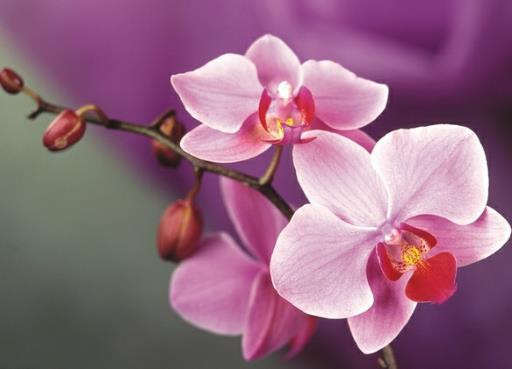 夏天蝴蝶蘭放在空調(diào)屋養(yǎng)容易活嗎?夏天適合養(yǎng)蝴蝶蘭嗎?