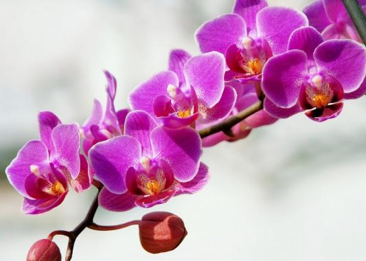 蝴蝶蘭施什么肥能長得更加旺盛?蝴蝶蘭養(yǎng)多久才能開花