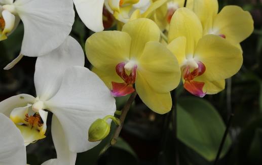 夏天蝴蝶蘭放在空調(diào)屋養(yǎng)容易活嗎?夏天適合養(yǎng)蝴蝶蘭嗎?