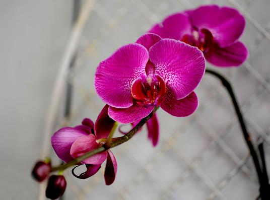 蝴蝶蘭施什么肥能長得更加旺盛?蝴蝶蘭養(yǎng)多久才能開花