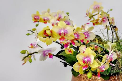 夏天蝴蝶蘭放在空調(diào)屋養(yǎng)容易活嗎?夏天適合養(yǎng)蝴蝶蘭嗎?