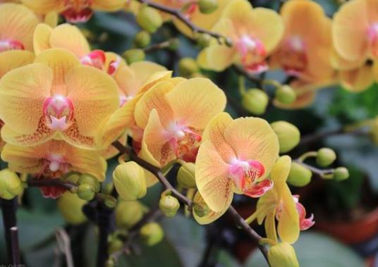 蝴蝶蘭開完花后怎么處理?蝴蝶蘭開花之前施什么肥?