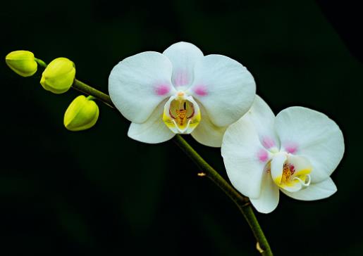 蝴蝶蘭花蕾干枯是什么原因?蝴蝶蘭需要修剪嗎?