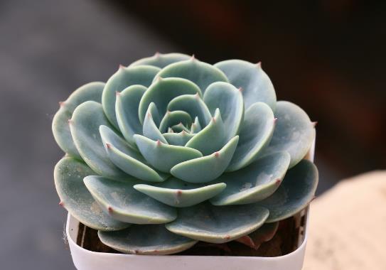 多肉玉蝶開花要不要剪掉?多肉玉蝶怎么防止黑腐?