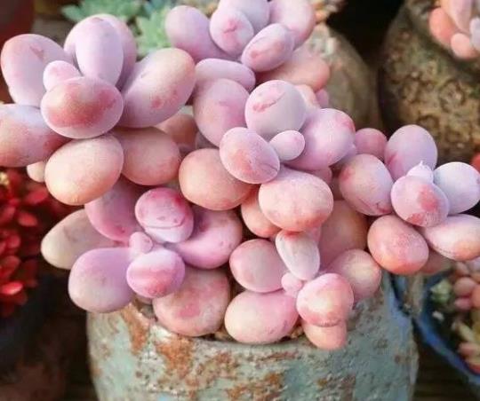怎么讓桃蛋爆小崽?養(yǎng)植多肉桃蛋怎么澆水合適