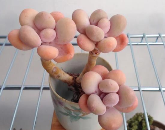 怎么讓桃蛋爆小崽?養(yǎng)植多肉桃蛋怎么澆水合適