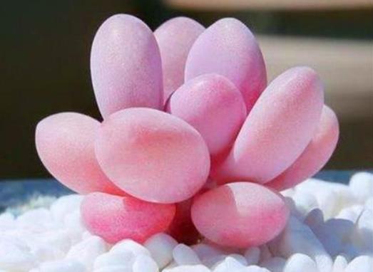 怎么把桃蛋養(yǎng)得肥嘟嘟的?桃蛋變綠了怎么養(yǎng)紅