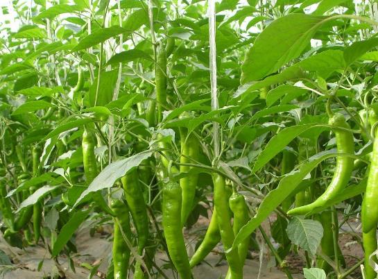 盆栽辣椒怎樣養(yǎng)才長得旺盛?怎么控制辣椒瘋長?
