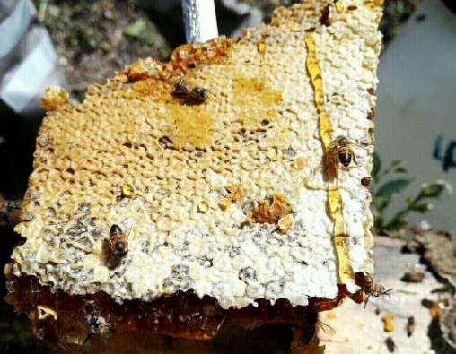 老巢蜂蜜好還是新蜂蜜好?為什么說老巢蜜對(duì)鼻炎有好處?