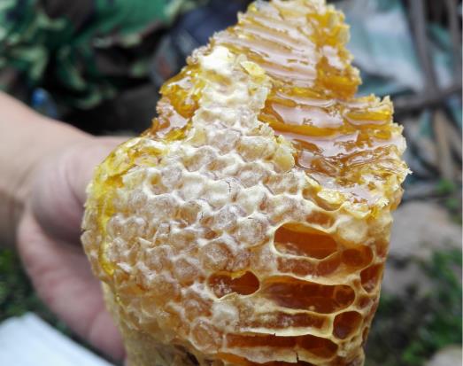 老巢蜂蜜好還是新蜂蜜好?為什么說老巢蜜對(duì)鼻炎有好處?