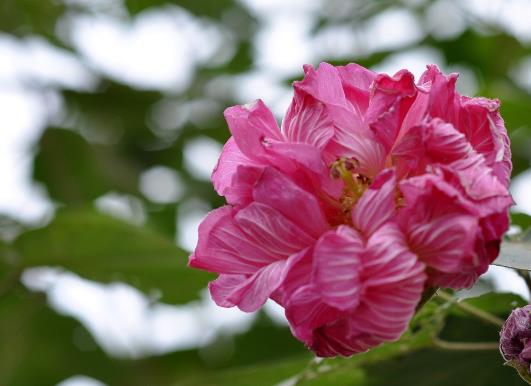 芙蓉花怎么種植?芙蓉花的藥效是什么