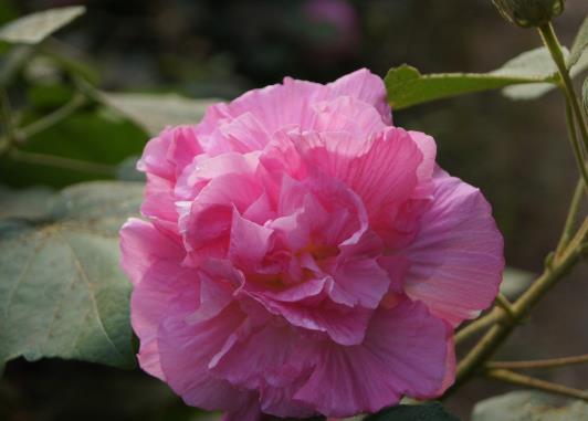 芙蓉花花期的時(shí)候能施肥嗎?芙蓉花花苞打蔫是怎么回事