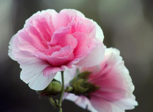 芙蓉花花期的時(shí)候能施肥嗎?芙蓉花花苞打蔫是怎么回事
