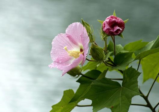 芙蓉花花期可以施肥嗎?芙蓉花用什么土栽培好