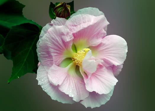 芙蓉花怎么種植?芙蓉花的藥效是什么