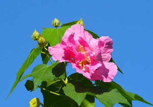 芙蓉花花期可以施肥嗎?芙蓉花用什么土栽培好