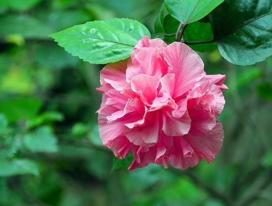 自己養(yǎng)芙蓉花要注意什么?芙蓉花施什么肥長得更加旺盛