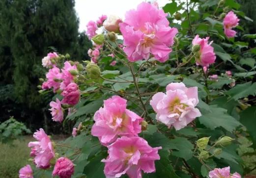 自己養(yǎng)芙蓉花要注意什么?芙蓉花施什么肥長得更加旺盛