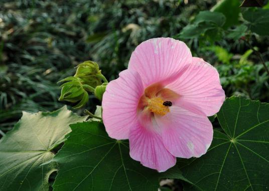 芙蓉花怎么種植?芙蓉花的藥效是什么