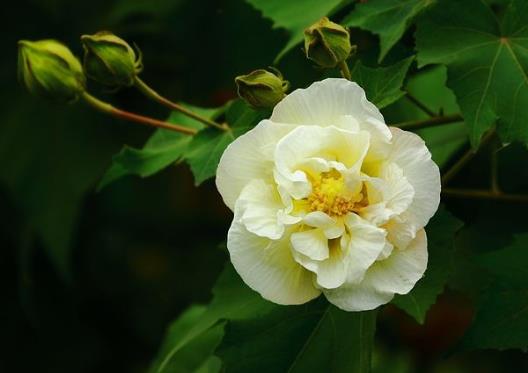 自己養(yǎng)芙蓉花要注意什么?芙蓉花施什么肥長得更加旺盛