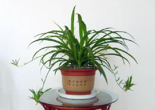 如何讓吊蘭長(zhǎng)出小吊蘭?吊蘭多久澆水一次