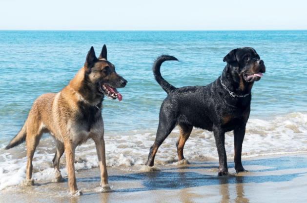 拜寵清還是犬心保?狗狗體內(nèi)驅蟲多久一次?