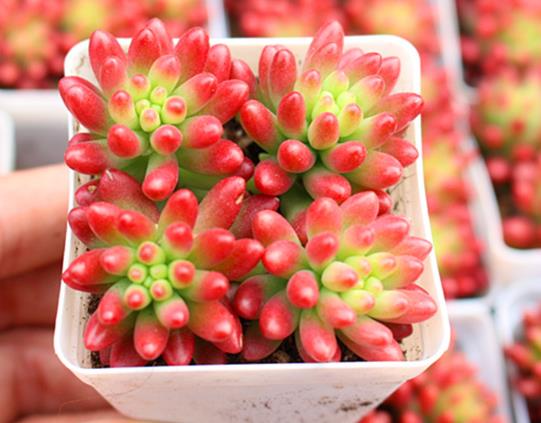 虹之玉怎么葉插繁殖?虹之玉掉葉子是什么原因