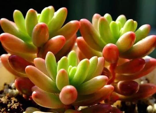 虹之玉錦為什么不紅?多肉虹之玉徒長(zhǎng)是什么原因