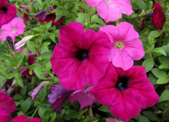 矮牽牛花修剪后怎么養(yǎng)護(hù)?矮牽牛卷葉是怎么回事