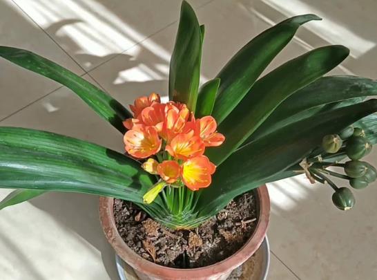 君子蘭怎么養(yǎng)得綠油油的?種蘭花用的花生殼如何發(fā)酵