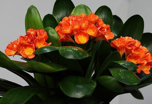 群子蘭截頭后發(fā)芽時間與什么有關?為什么要對君子蘭截頭