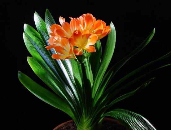 君子蘭花沒開花怎么施肥?君子蘭沒出芽需要澆水嗎