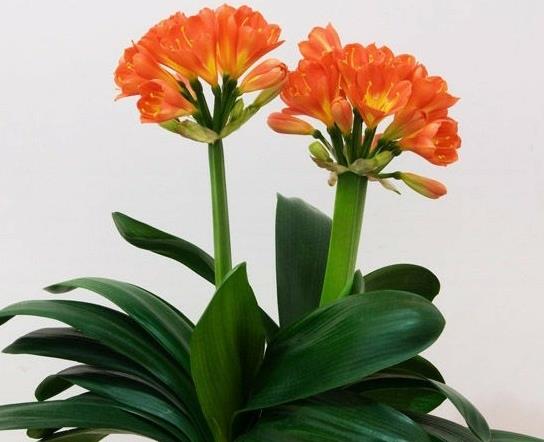 君子蘭怎么養(yǎng)得綠油油的?種蘭花用的花生殼如何發(fā)酵
