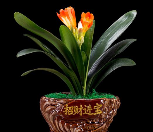 君子蘭葉子黃了是什么原因?君子蘭可以用花生殼做肥料嗎