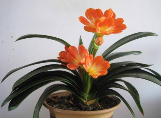 群子蘭截頭后發(fā)芽時間與什么有關?為什么要對君子蘭截頭