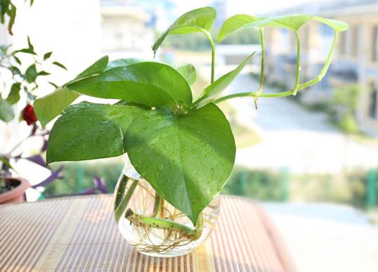 綠蘿怎么養(yǎng)才能更旺盛?淘米水能用作綠蘿肥料嗎