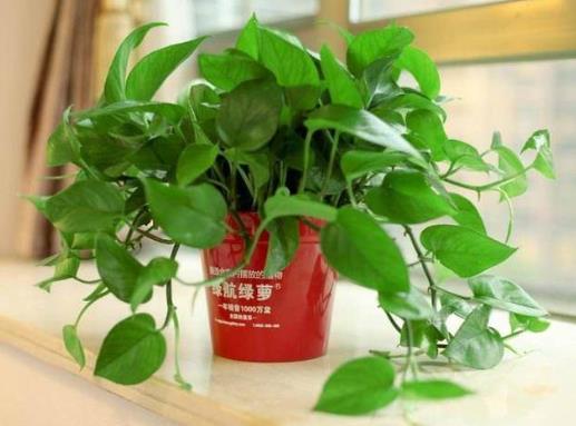 花露水加水可以澆綠蘿嗎?綠羅葉子不綠是怎么回事