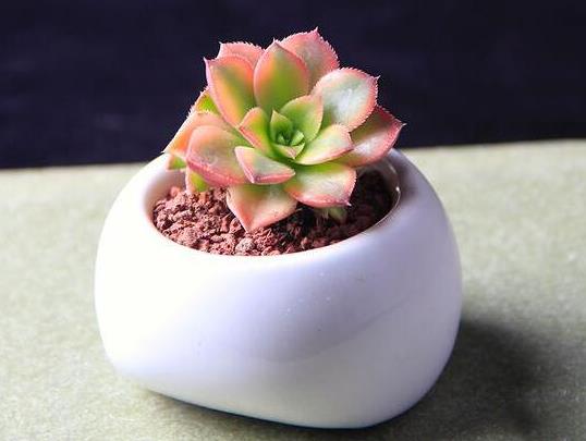 多肉植物在家應該怎么養(yǎng)?多肉水培應注意什么