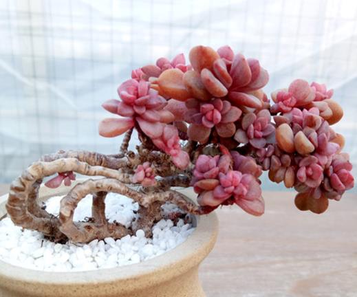多肉葉插只長(zhǎng)根可以埋進(jìn)土里嗎?多肉換盆后為什么長(zhǎng)氣根